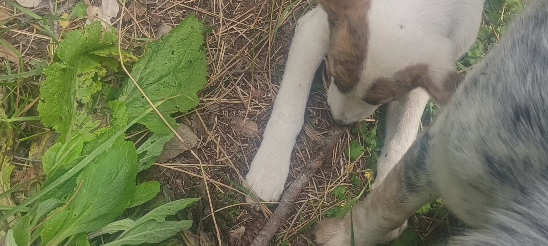 Real Sticks for Real Dogs